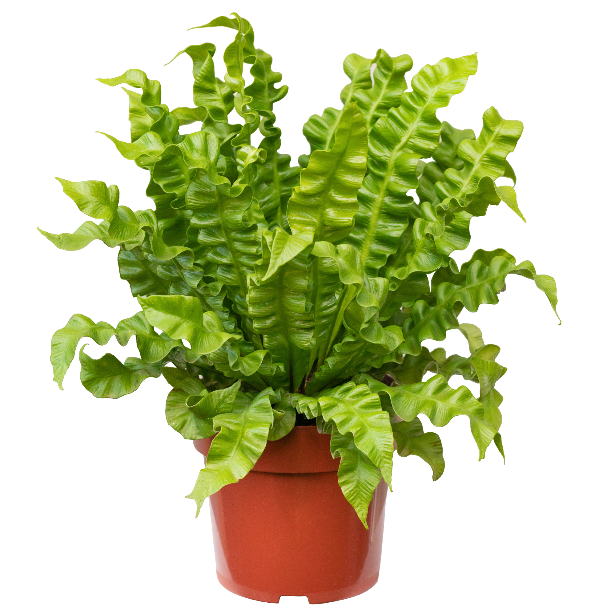 Asplenium-Crisyp-Wave-P17---1